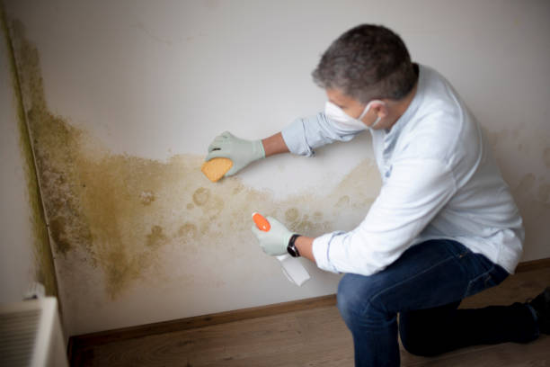 Best Comprehensive Air Testing for Mold Contaminants  in Tilton Northfield, NH